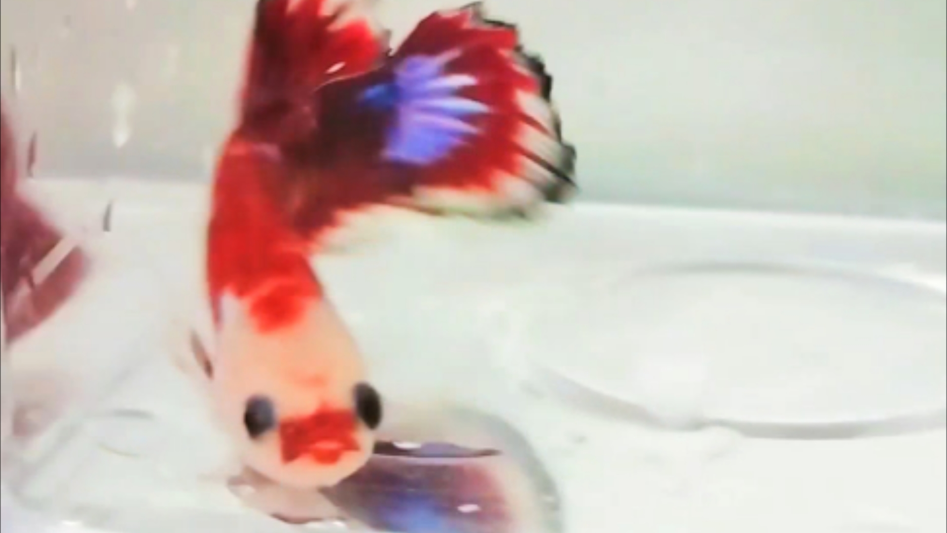 烈焰红唇小秃头泰国斗鱼