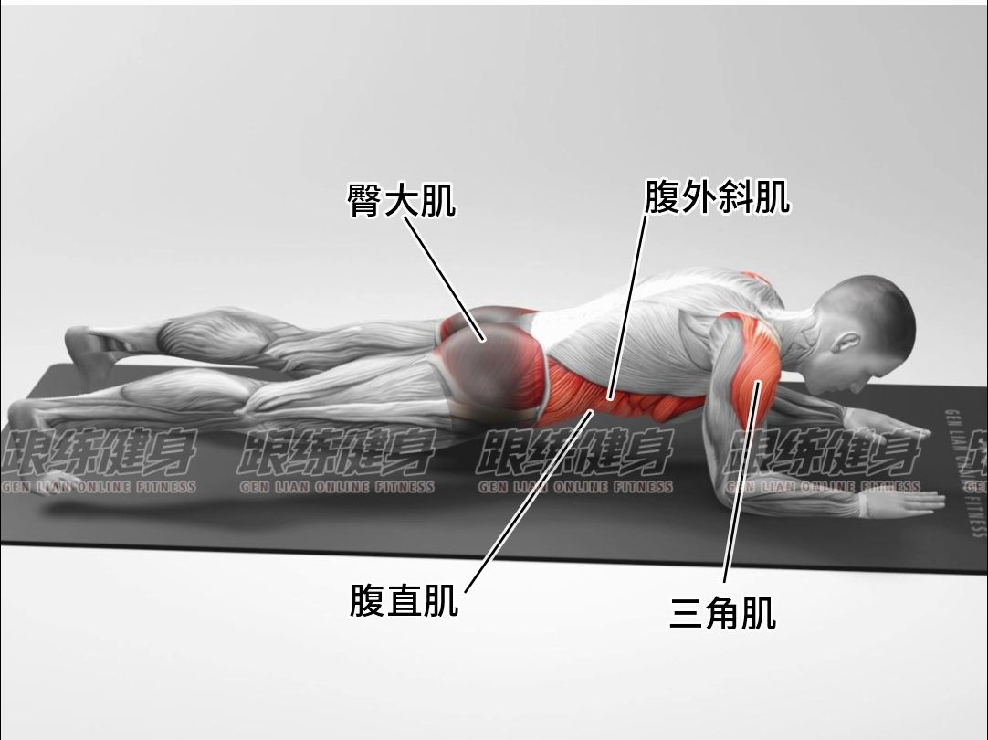 【平板支撑】plank自重静态训练,不仅针对腹部肌肉,还针对脊椎和臀部