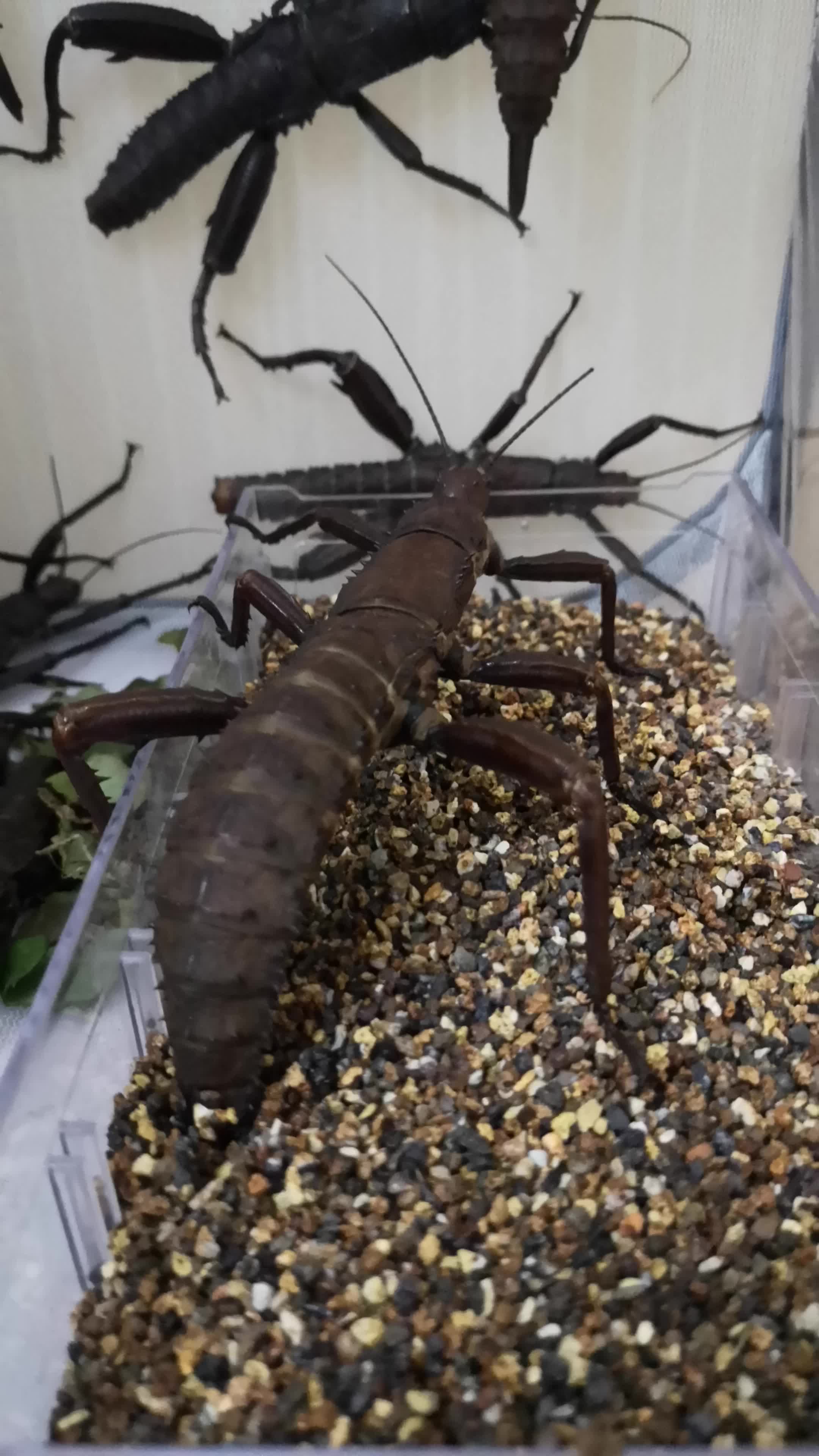 巨棘竹节虫产卵_哔哩哔哩_bilibili