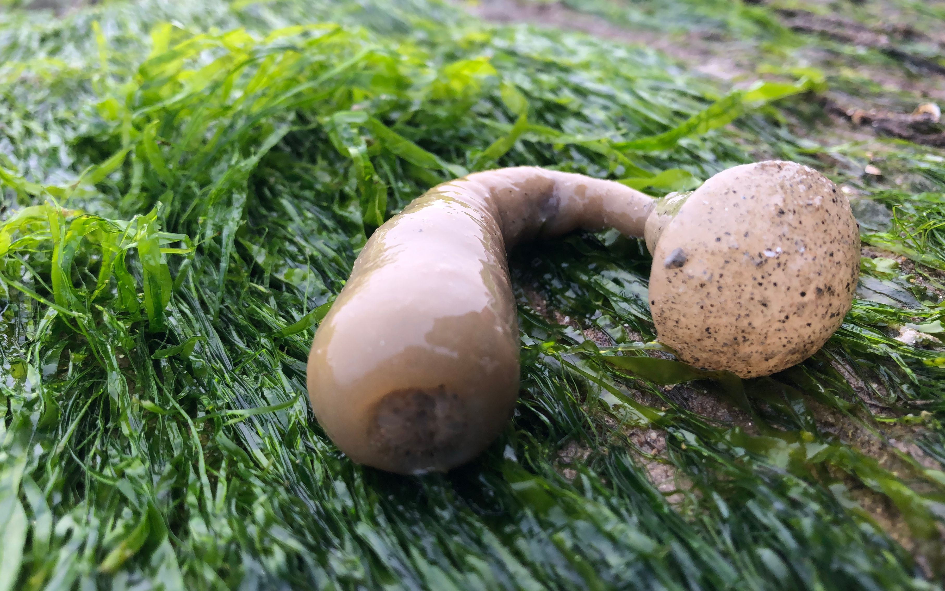 二哥来深海发现"海腚"又叫海葵海菊花,半透明形状,熬汤一级鲜