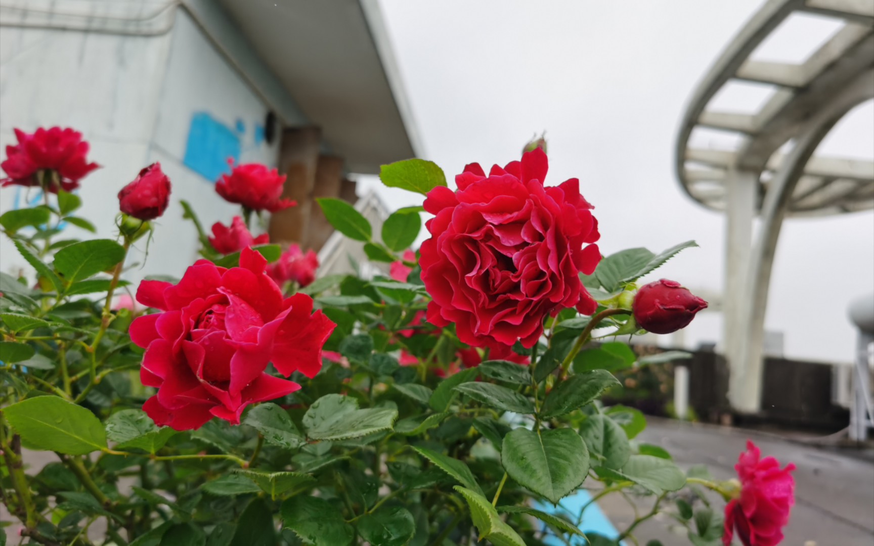 魅力波浪月季,真的有魅力吗?