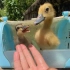 小鸭子第一次游泳，看看我的涡轮增鸭
