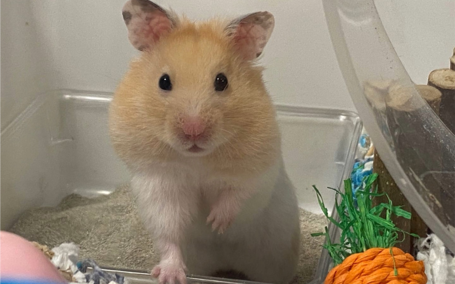 【金丝熊】布丁成长史