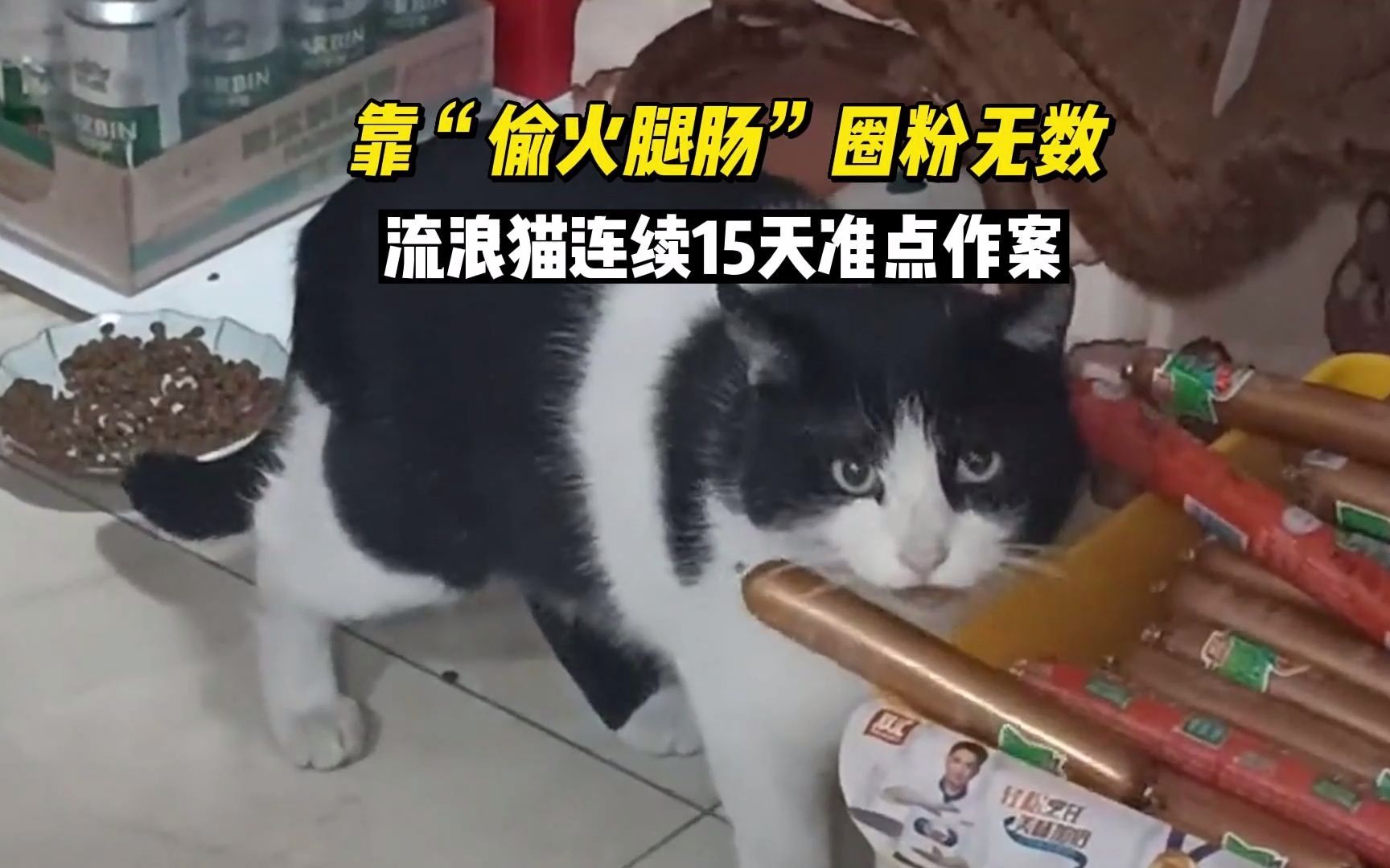 [图]流浪猫靠“偷火腿肠”圈粉无数，每天40万人在线看它猫猫祟祟