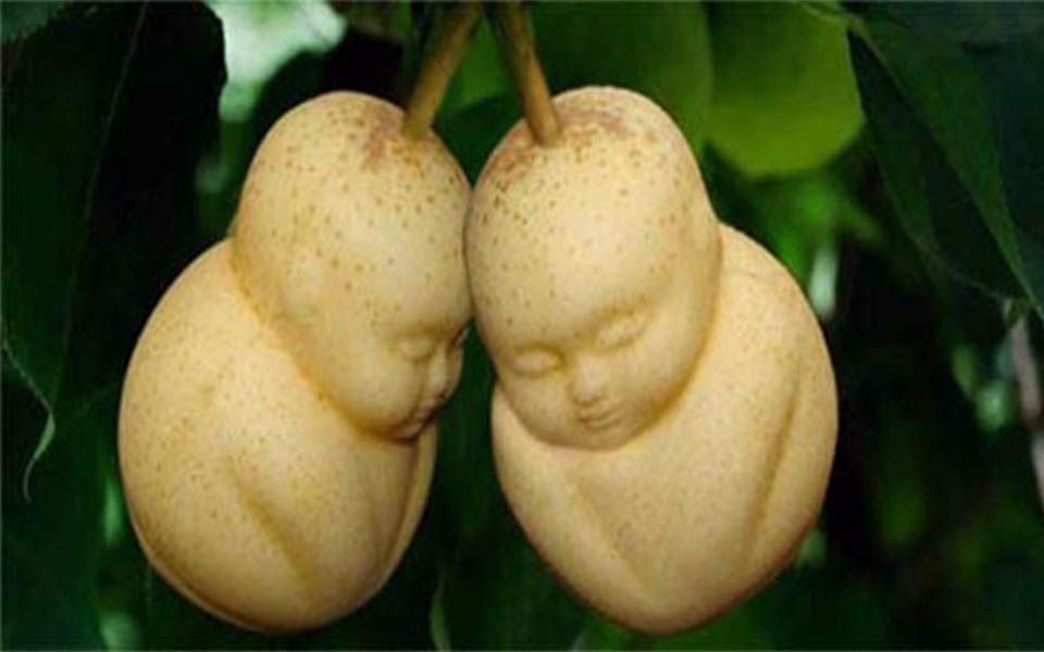 人参果之谜:沙僧认得为何八戒不认得_哔哩哔哩_bilibili