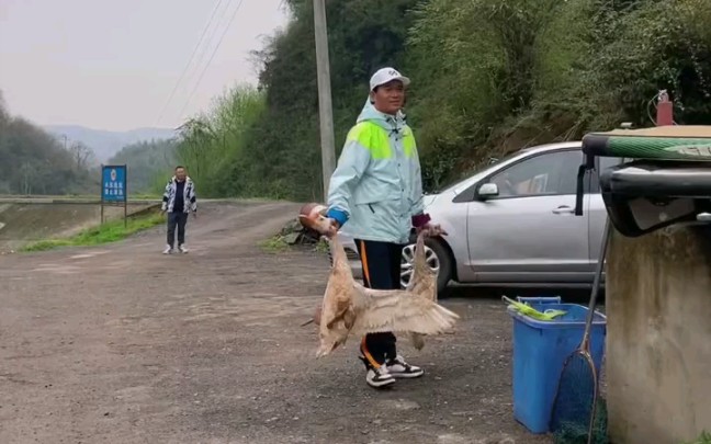 [图]天元邓刚黑坑盘老板抓走两只鹅