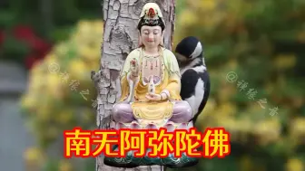 Download Video: 禅缘之音《南无阿弥陀佛》如意吉祥，顺心如意，为幸福安宁祈祷！