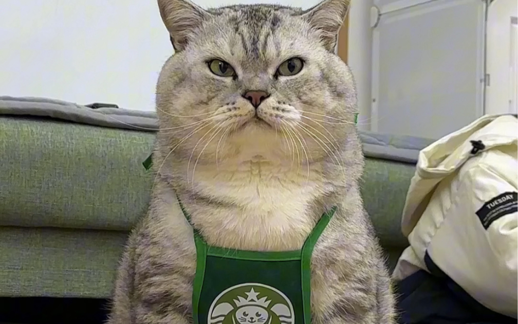 大壮兜里的猫条是小弟放的