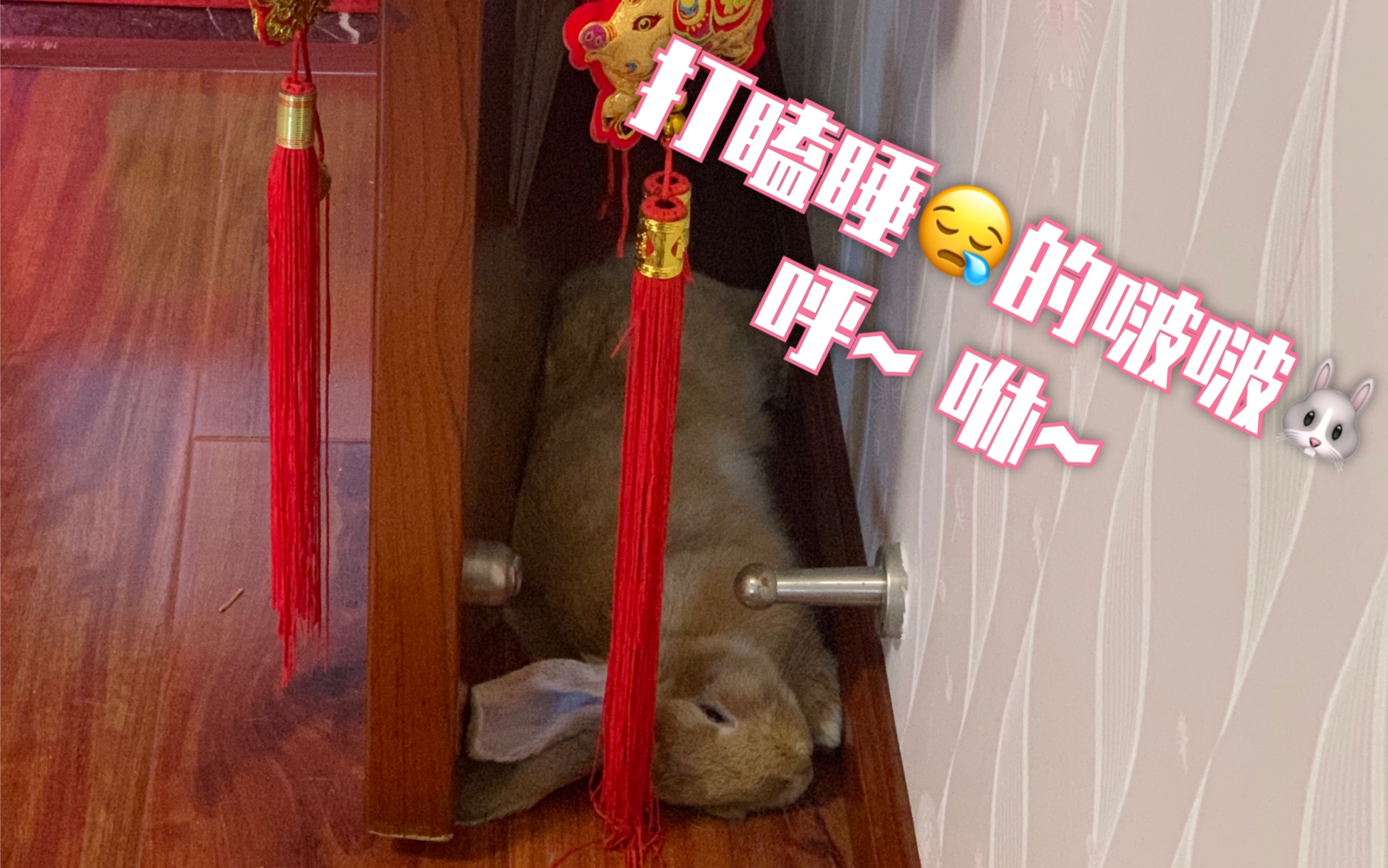 【垂耳兔兔】午休的啵啵像极了以前上课打瞌睡的我们