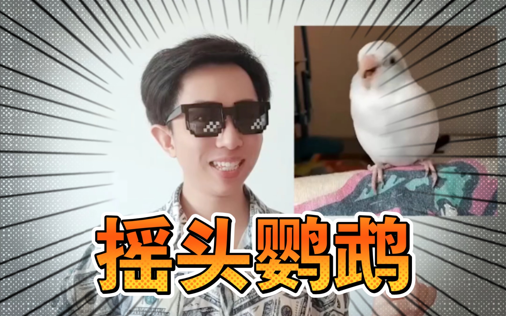 [图]🕶️摇头鹦鹉原型揭秘