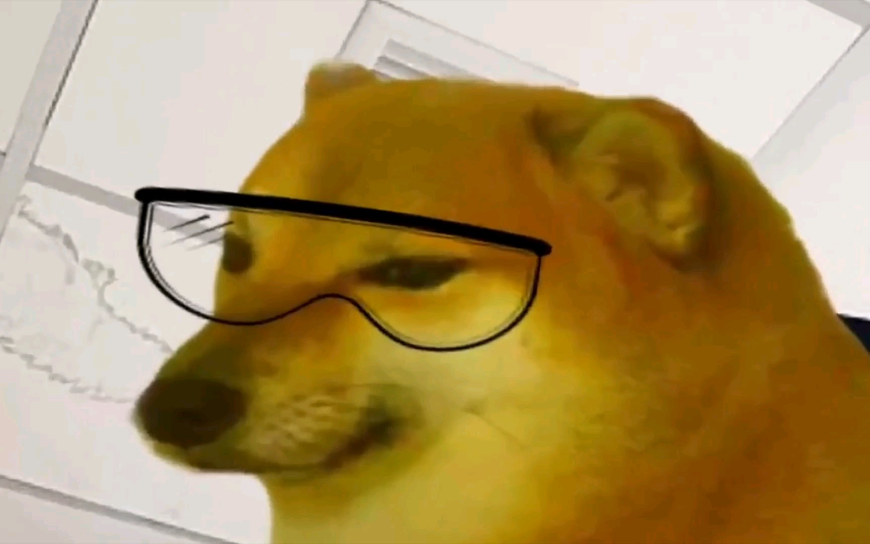 Doge saves his brother哔哩哔哩bilibili