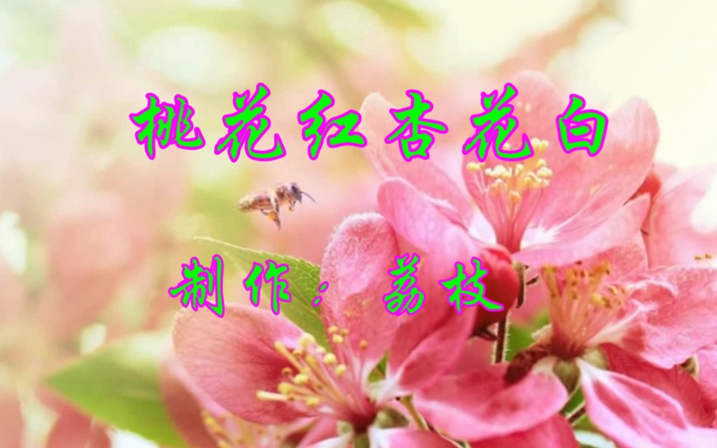 张也演唱的桃花红杏花白歌曲甜美动人心弦