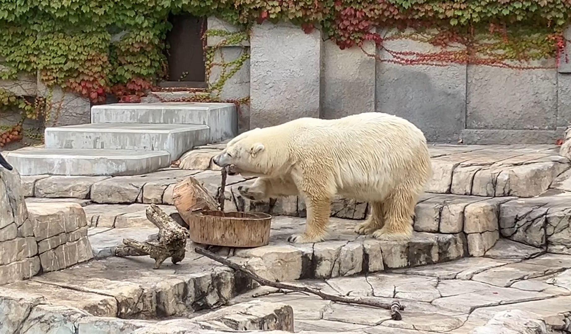 札幌市圆山动物园图片