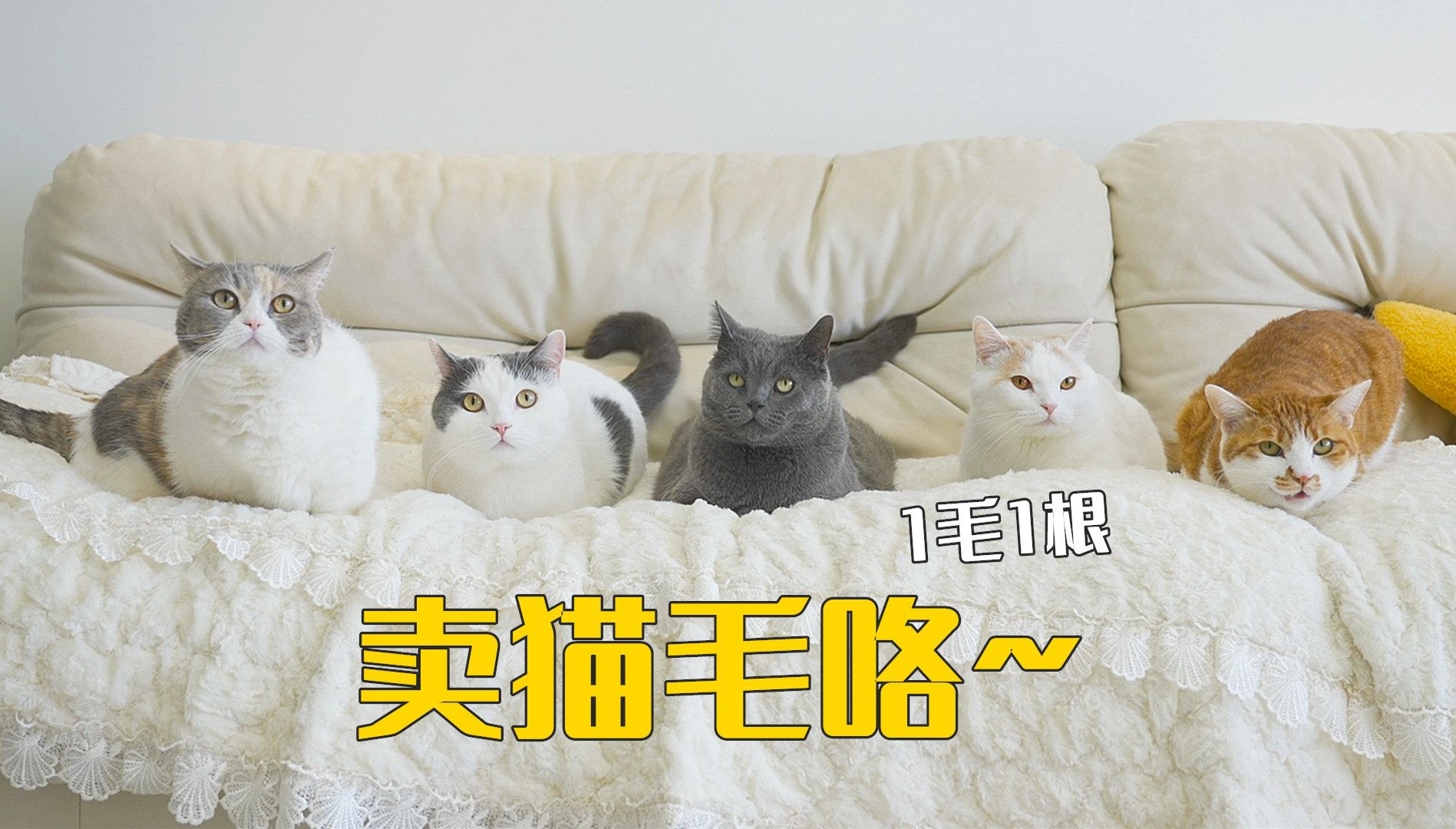 挑战给猫咪疯狂梳毛,情绪稳定的猫咪真宝藏!-萌猫宝哥哥-萌猫宝哥哥-哔哩哔哩视频