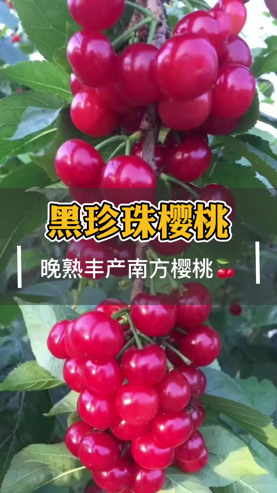 黑珍珠乌皮樱桃树苗的品种介绍特点价格地址哔哩哔哩bilibili