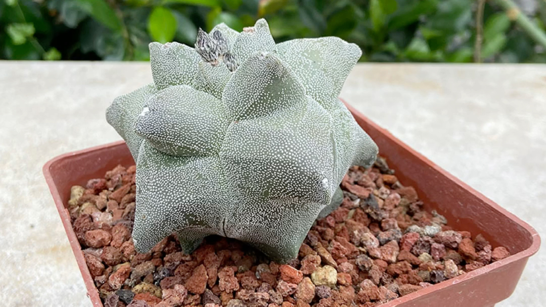 多肉植物仙人球角疣鸾凤玉