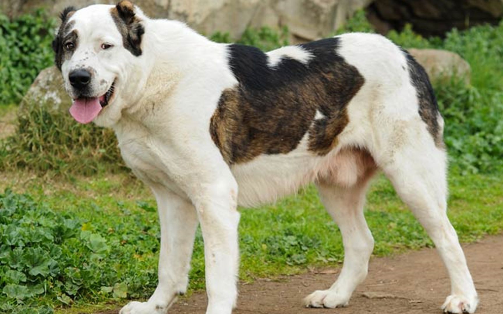 哈萨克阿拉拜牧羊犬图片