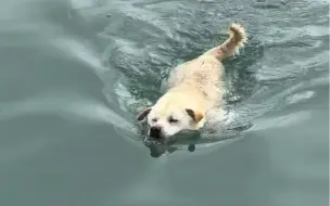 Tải video: 海陵岛钓鱼排