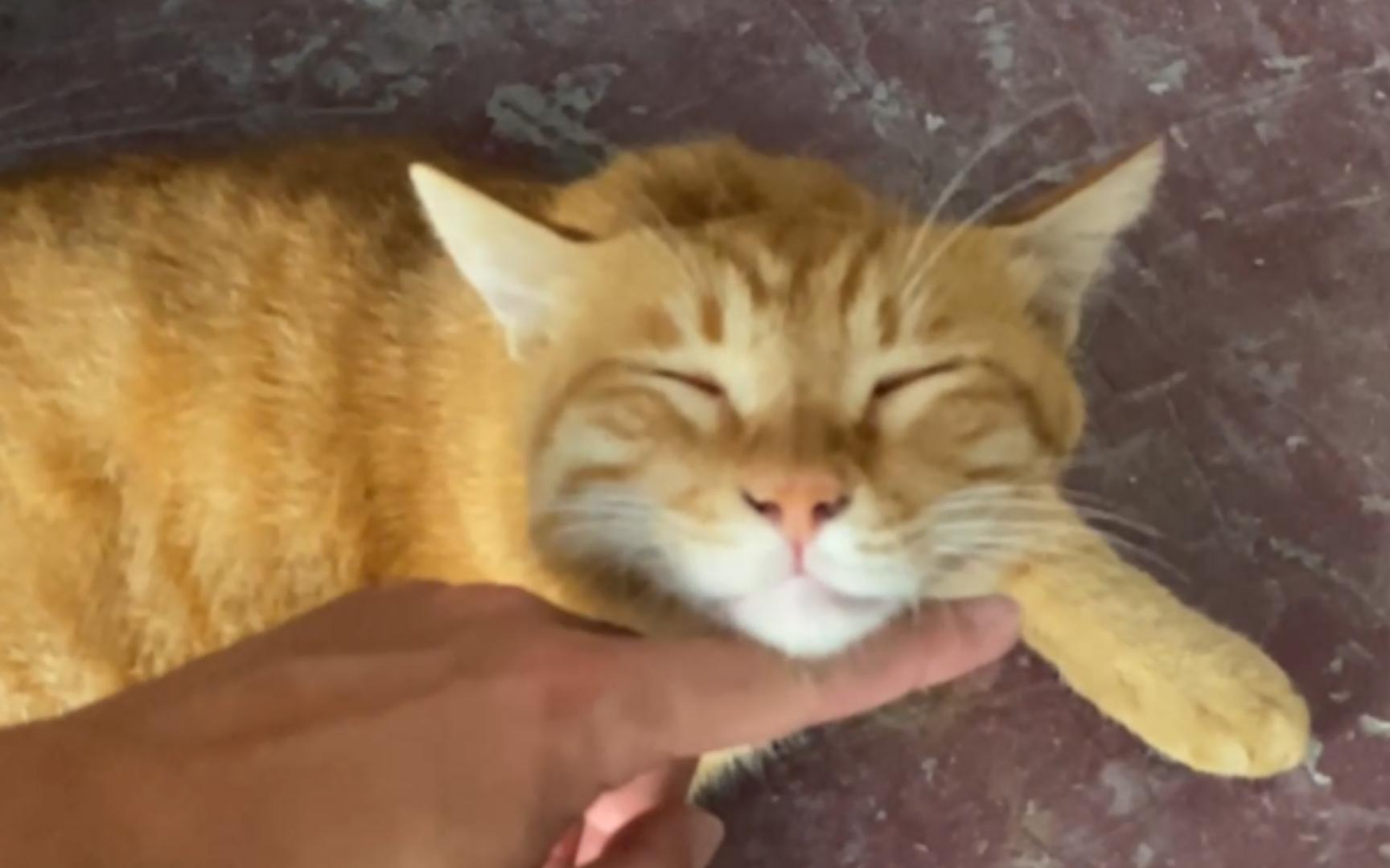 把一只橘猫撸到鬼迷日眼