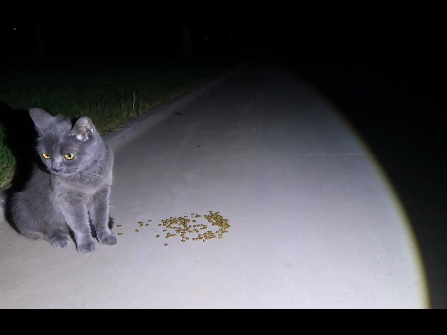 【连载】流浪小蓝猫的故事(2):吃了人的饭,一直追着人走哔哩哔哩bilibili