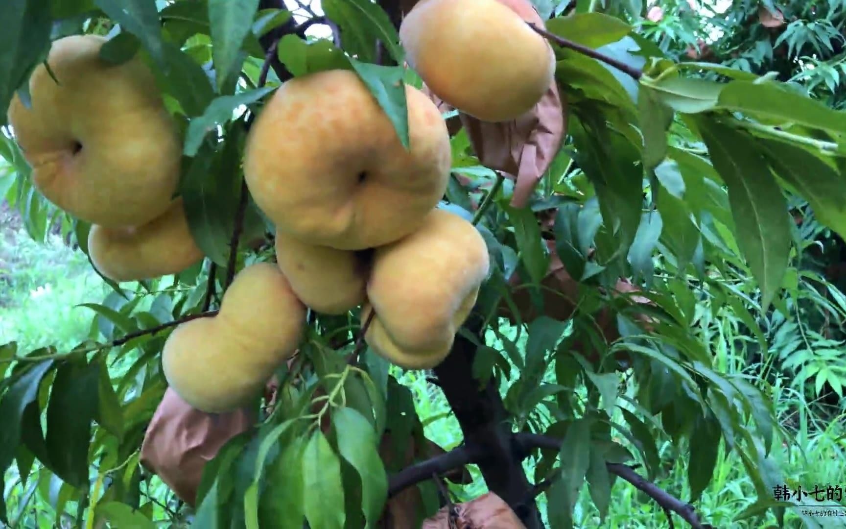 日本引进"中秋蜜蟠"黄蟠桃,比拳头还大浓香甜,抗病丰产性强
