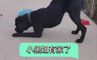 小黑妞,可算有家了哔哩哔哩bilibili