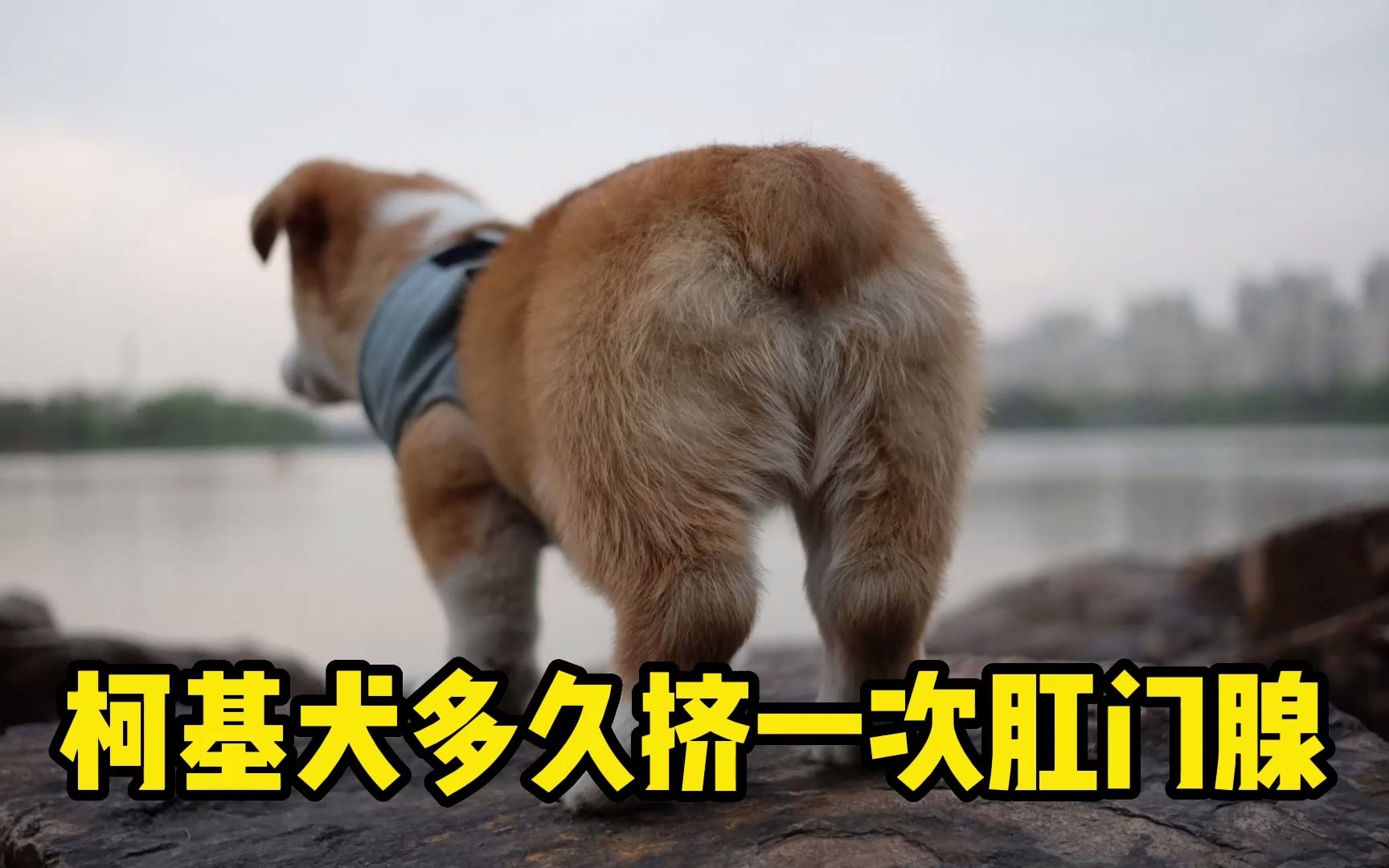 柯基犬多久挤一次肛门腺?