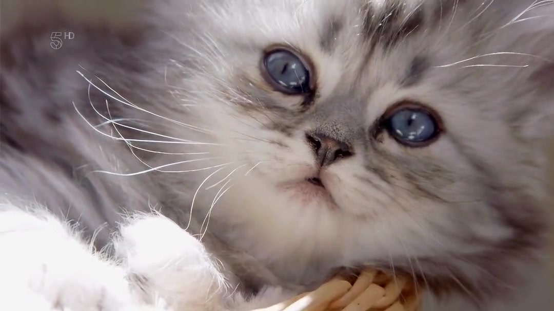 小喵的秘密thesecretlifeofkittensseason