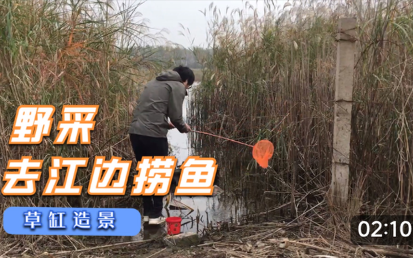 活动作品草缸造景户外江边野踩小鱼和水草