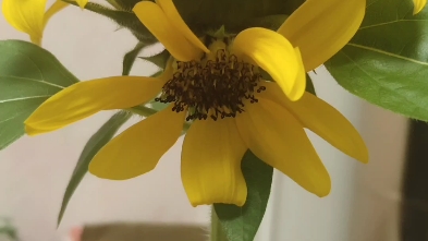 年底开出的双头向日葵花花,看见许愿准灵!