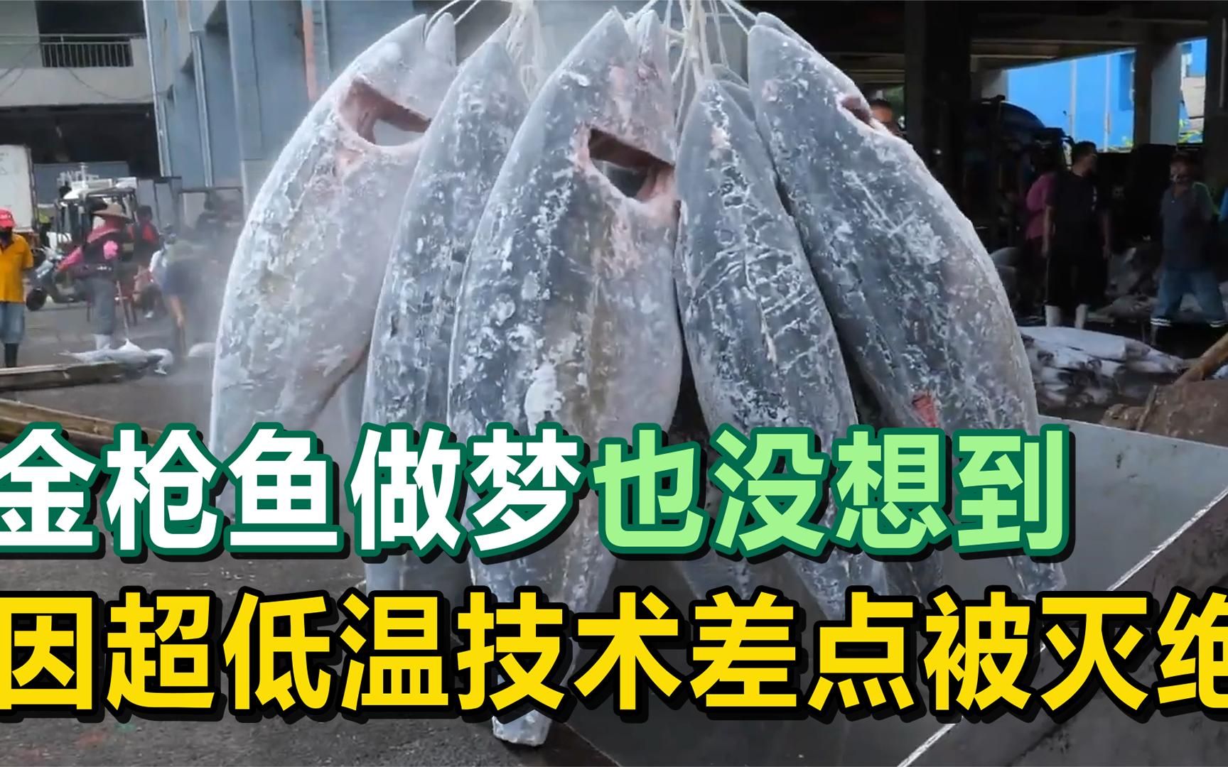 金枪鱼做梦也没想到,当人类发明了超低温冷冻技术,差点被吃灭绝哔哩哔哩bilibili