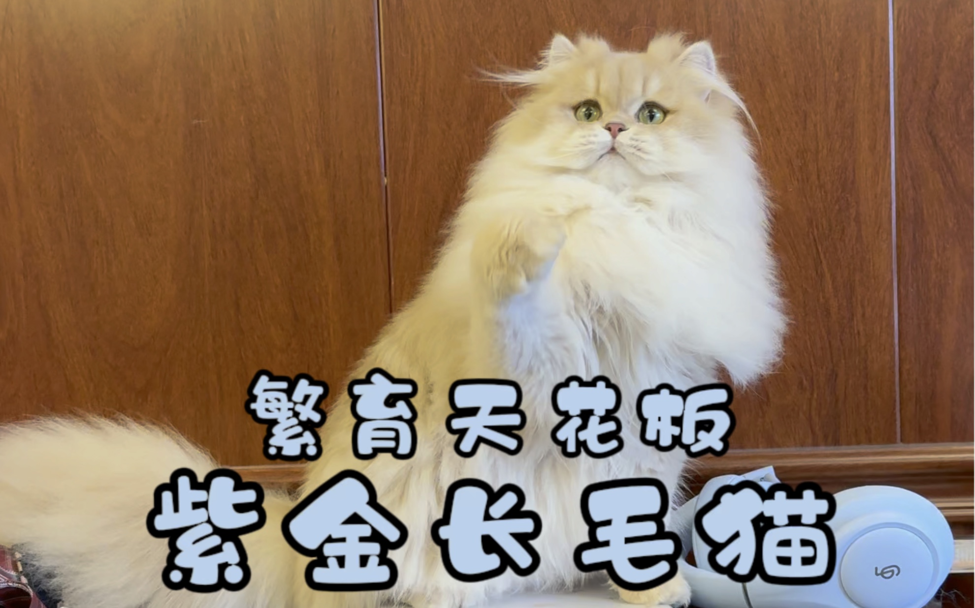 这两只紫金长毛猫能值多少钱呀?哔哩哔哩bilibili