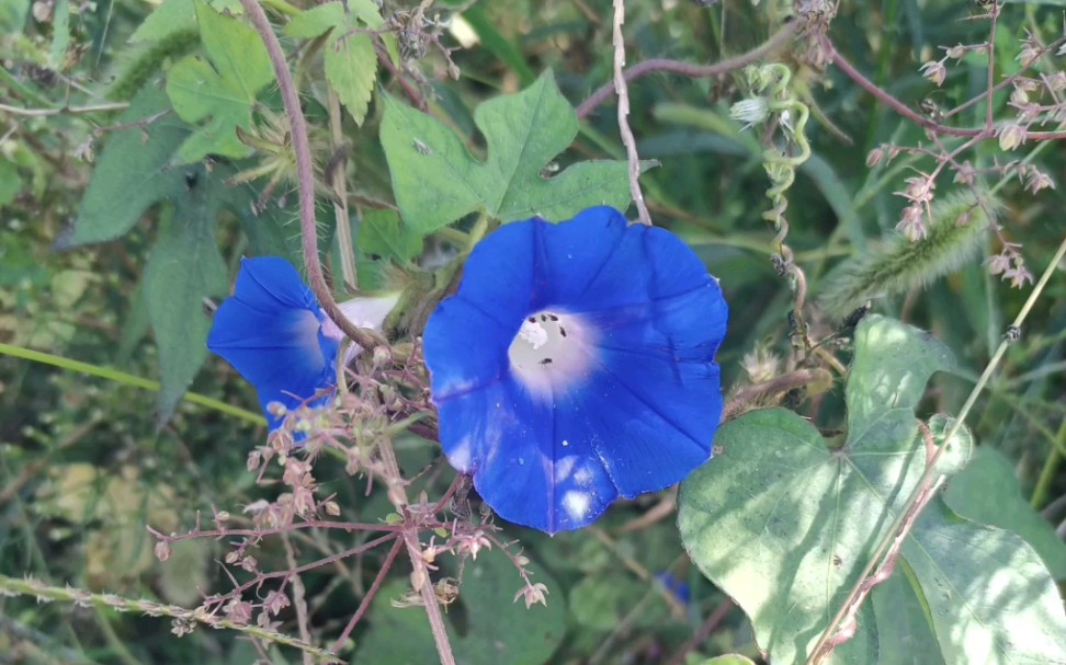 蓝色的牵牛花图片