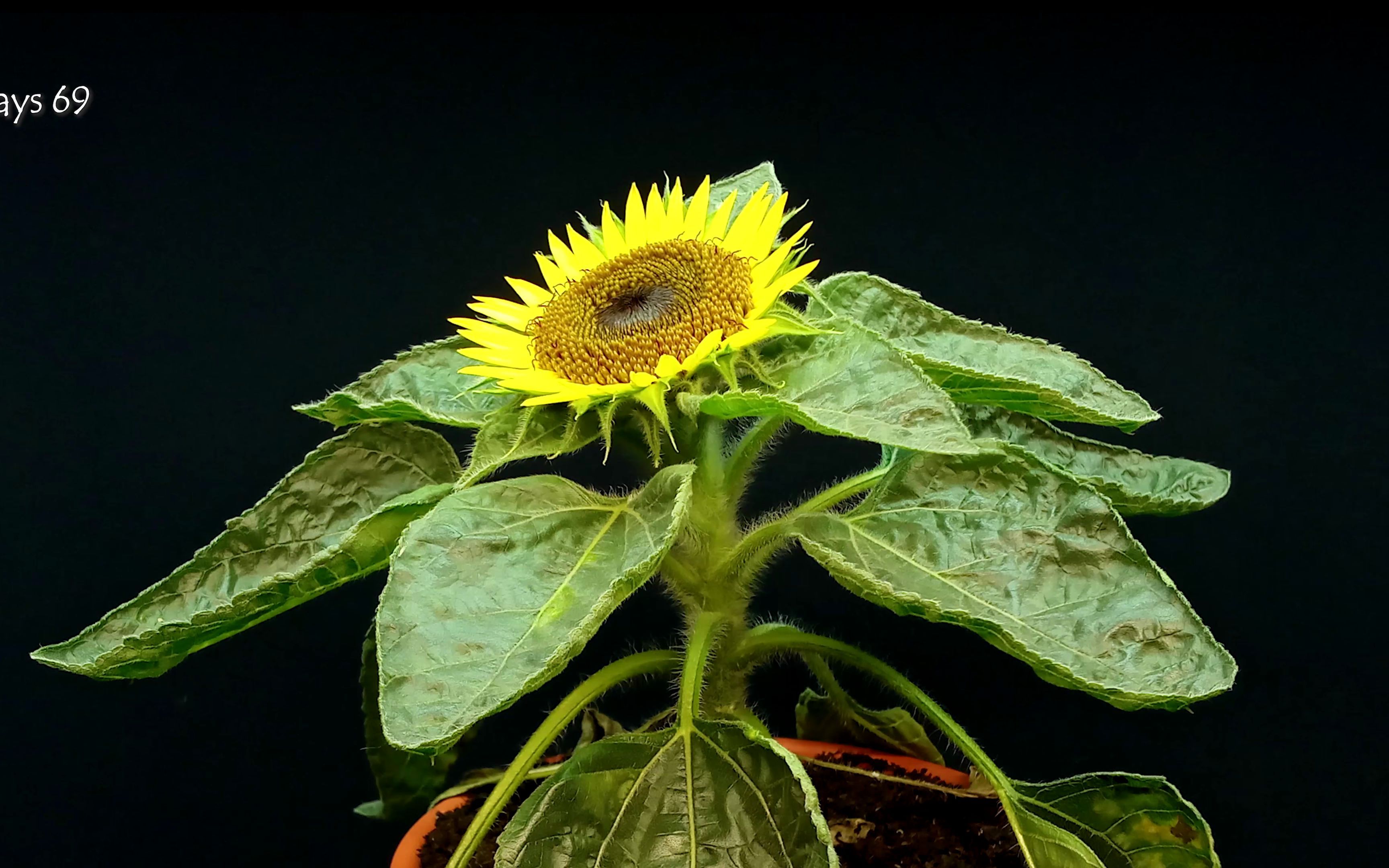 [图]42天向日葵生长延时 Sunflower growing time lapse 42 days of growing - 4k