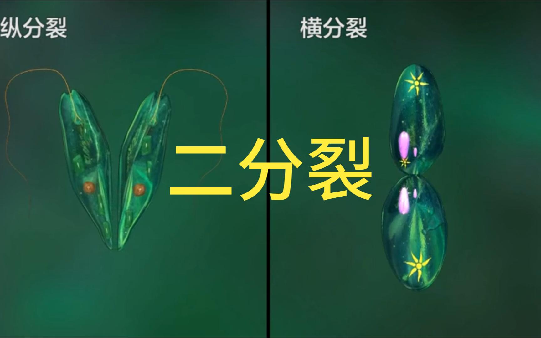 【生物动画】二分裂哔哩哔哩bilibili