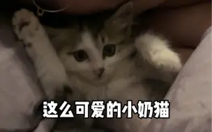 Download Video: 救助的小奶猫第一次上床睡觉