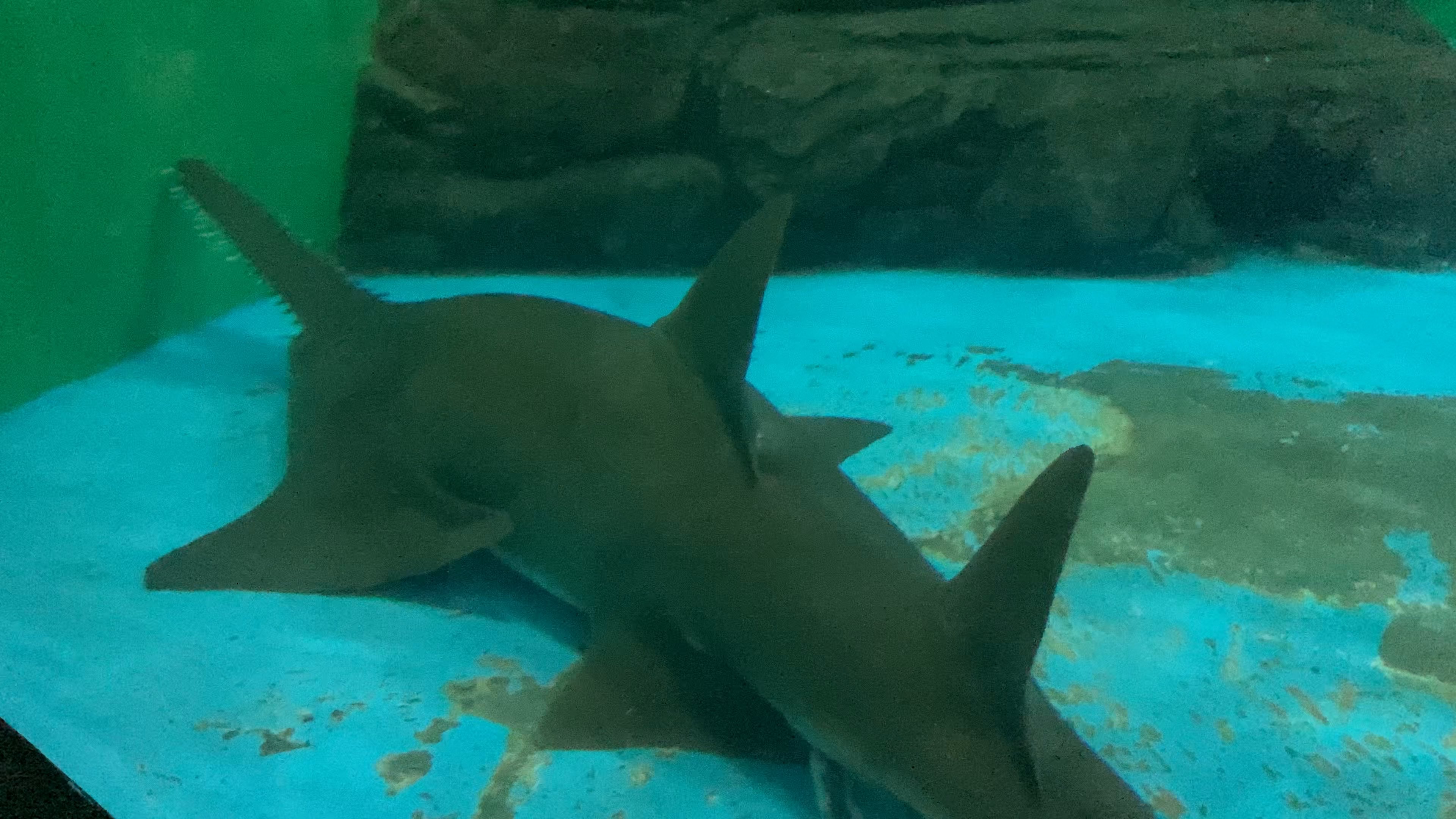 全国唯一一条淡水饲养的大齿锯鳐