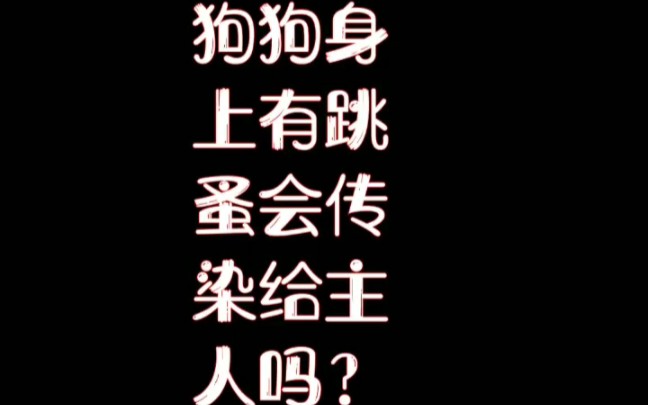 狗狗身上有跳蚤,不仅会传染给主人,还会长期寄生在家里的地板缝等处!哔哩哔哩bilibili