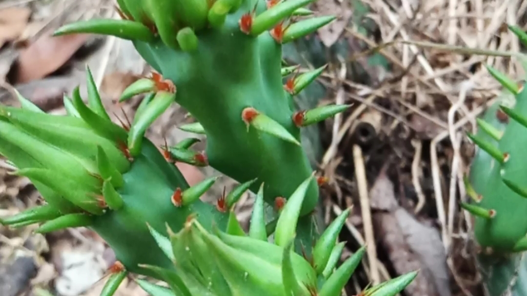 今年的仙人掌花出现花苞了再过几天就要开放了比去年前年迟了2周刚