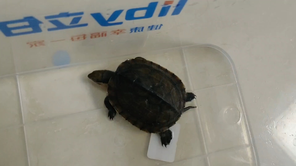 才养了一天的小乌龟死了,真的是太可惜了,以后也不想养了