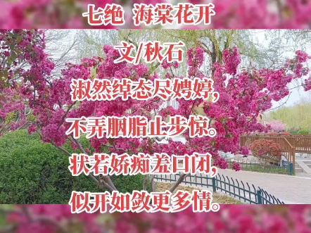 海棠花哔哩哔哩bilibili