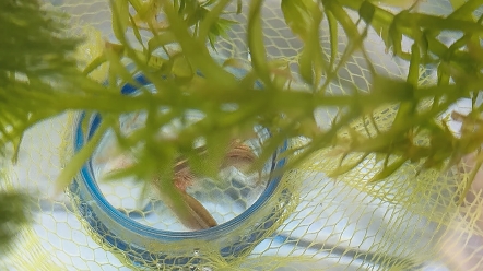 白云金丝繁殖,放进去不到十分钟就开始产卵了