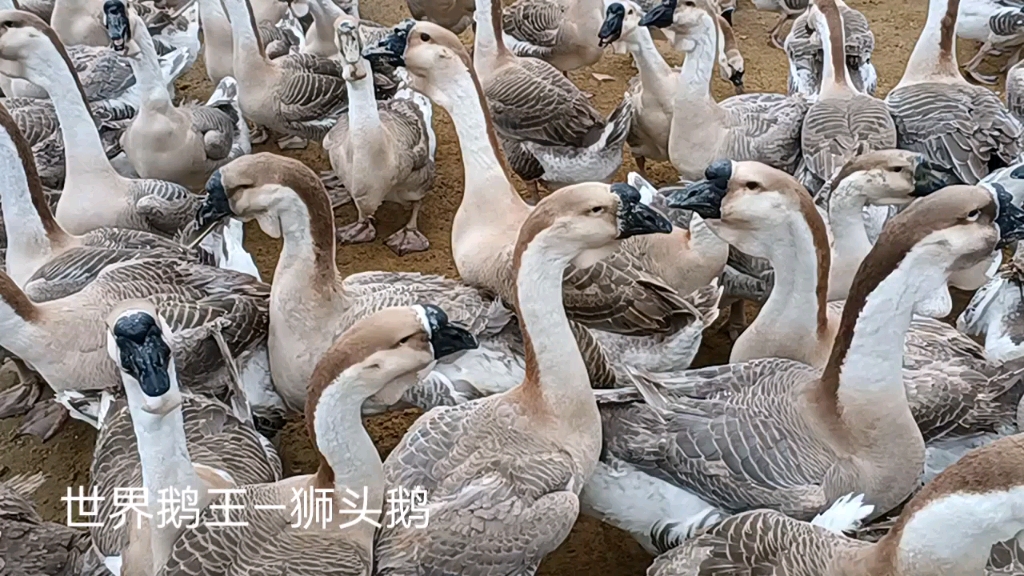 世界鹅王—狮头鹅,成年体重可达20斤以上.