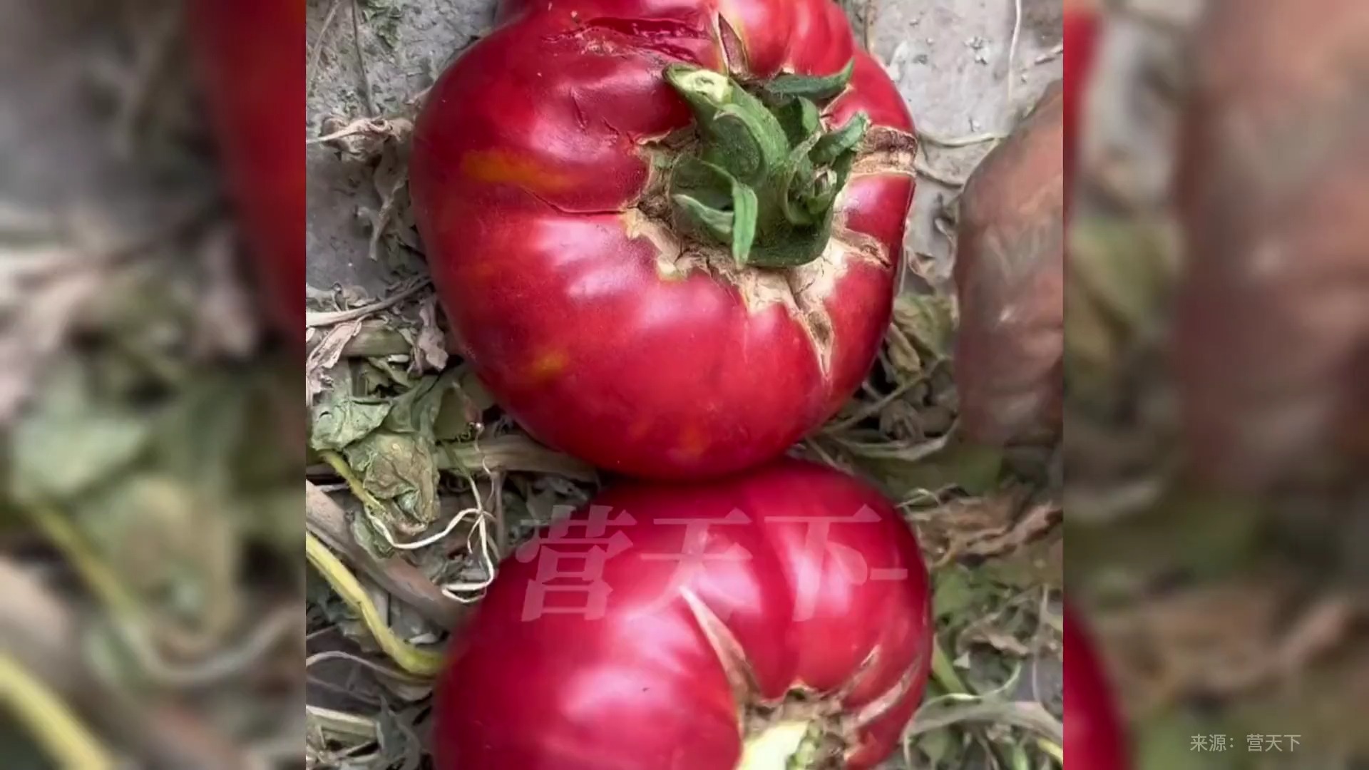 果农晒出种的老品种西红柿,鲜红饱满 瓤沙软糯 让人垂涎欲滴