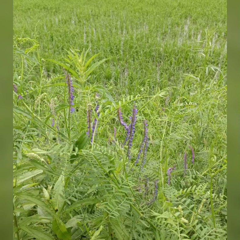 [图]花儿 草儿 自然的馈赠！爱了！！！