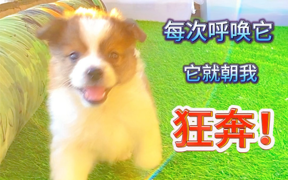 有呼必应有应必答的意思=有呼必应有应必答是什么意思