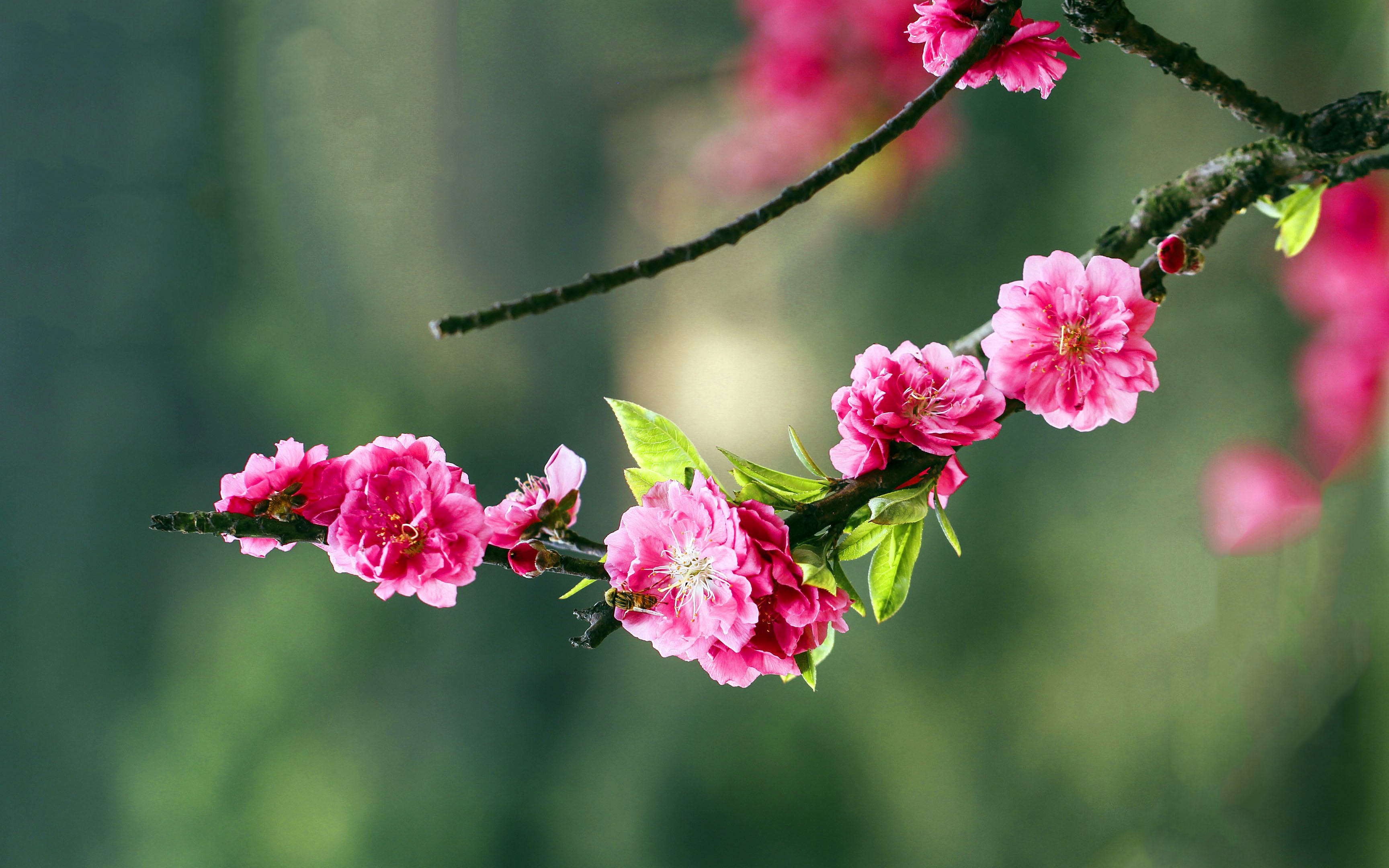 [图]桃花依旧笑春风（太美了！）