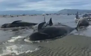 Скачать видео: 400多头鲸鱼在新西兰海滩搁浅