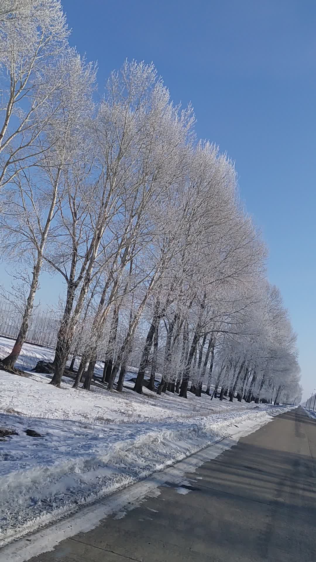 东北的树挂!彪的否!