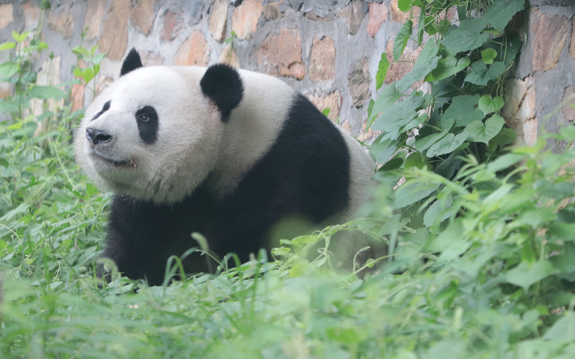 大熊猫萌兰 外面的世界很精彩?